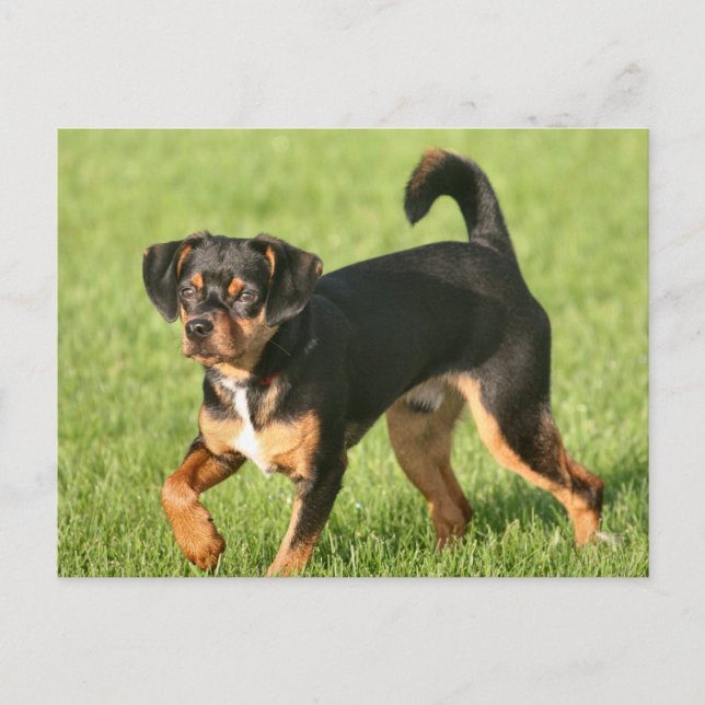 Carte Postale Rascal (Devant)