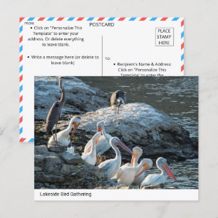 Carte Postale Rassemblement d'oiseaux au bord du lac paisible -