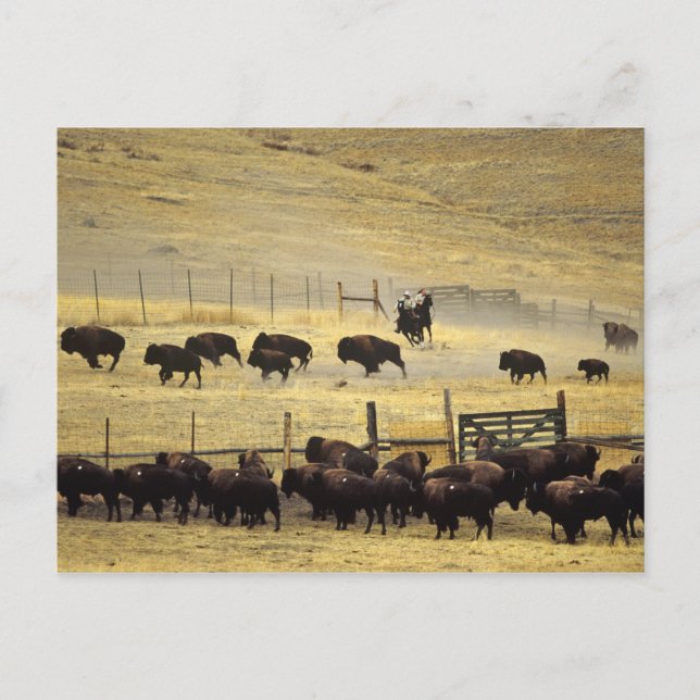 Carte Postale Rassemblement du National Bison Range dans le Mont (Devant)