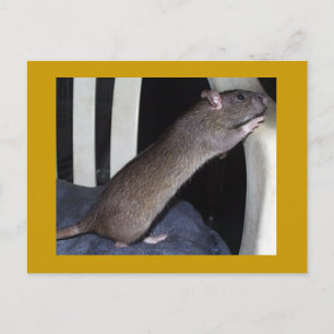 CARTE POSTALE RAT