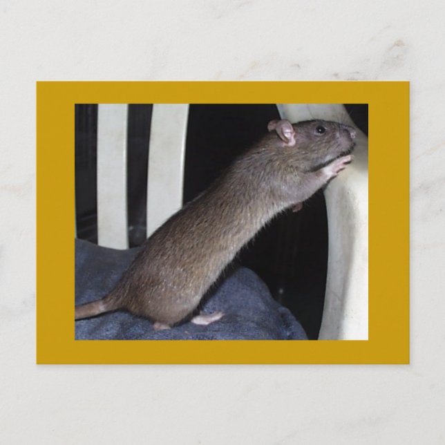 CARTE POSTALE RAT (Devant)
