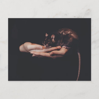 Carte Postale Rat à la main...