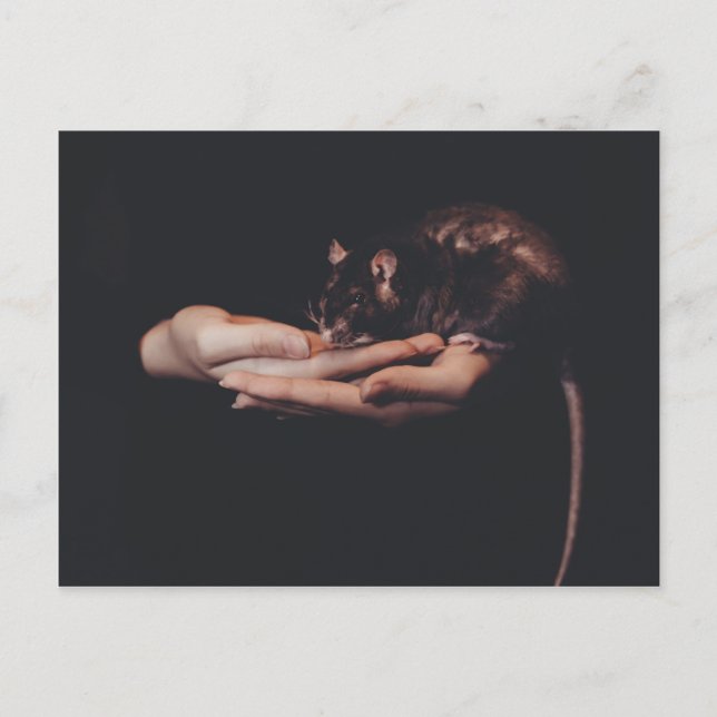 Carte Postale Rat à la main... (Devant)