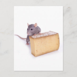 Carte Postale rat au fromage