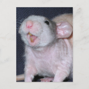Carte Postale Rat au sourire mignon