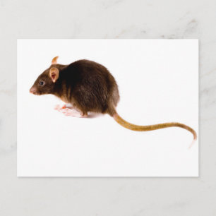 Carte Postale Rat Brown