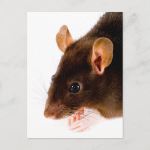 Carte Postale Rat Brown