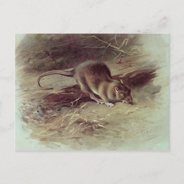 Carte Postale Rat Brown 1918 (Devant)