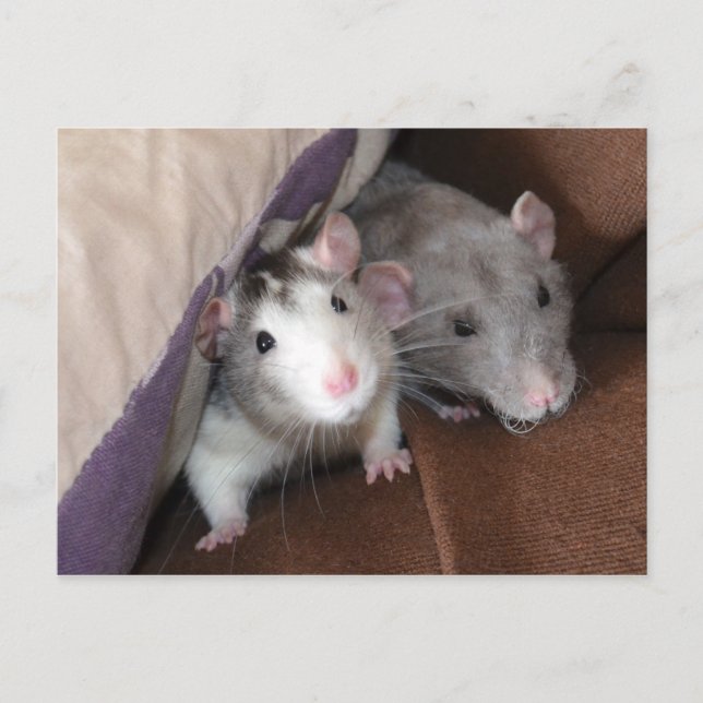Carte postale Rat "Cushion Dwellers" (Devant)