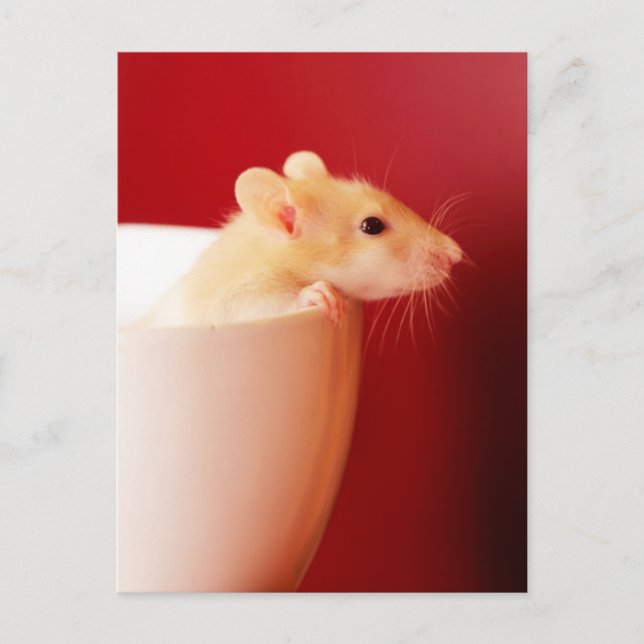 Carte Postale Rat de bébé (Devant)