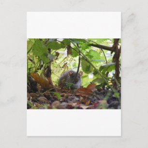 Carte Postale rat de rivière