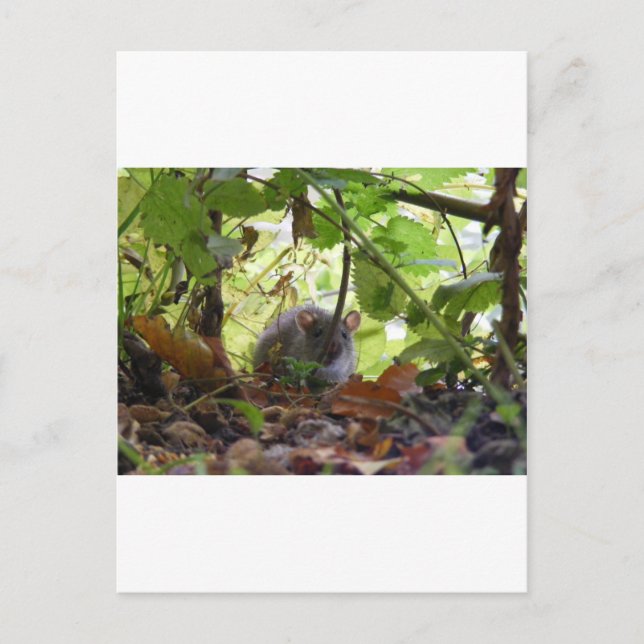 Carte Postale rat de rivière (Devant)