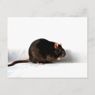 Carte Postale Rat pccnm