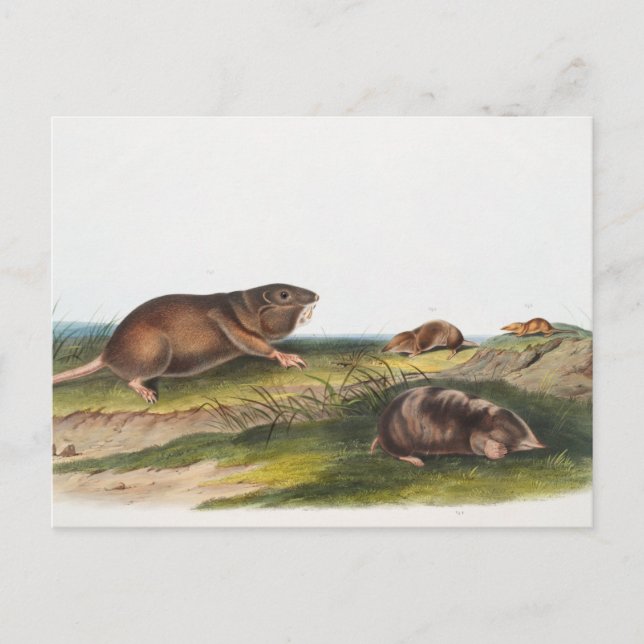 Carte Postale Rat Poché Sud, Schrew Mole Illustration (Devant)