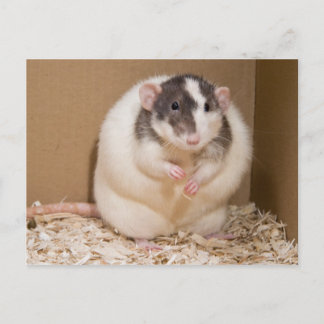 Carte Postale rat sumo