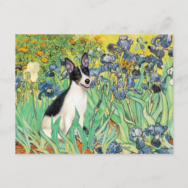 Carte Postale Rat Terrier - Irises (Devant)