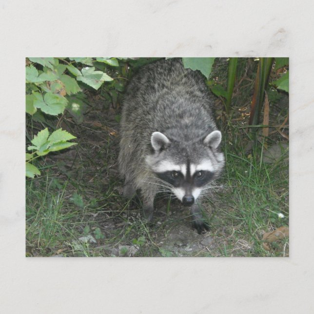 Carte Postale Raton laveur (Devant)