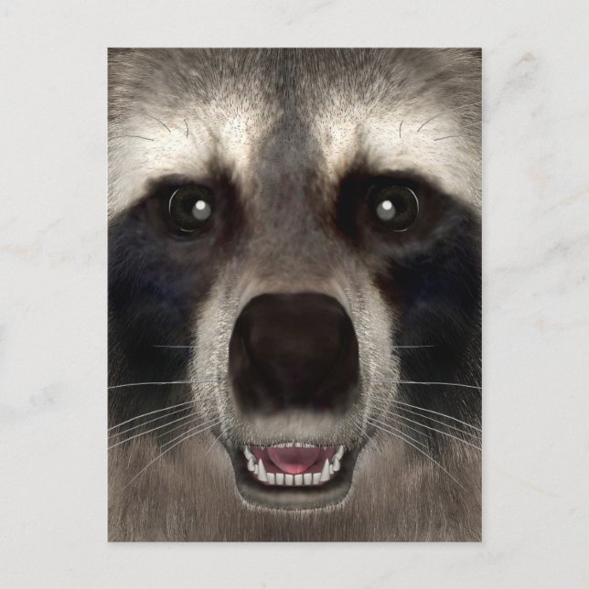 Carte Postale Raton laveur (Devant)