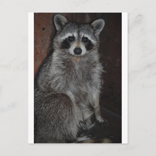 Carte Postale Raton laveur (Devant)