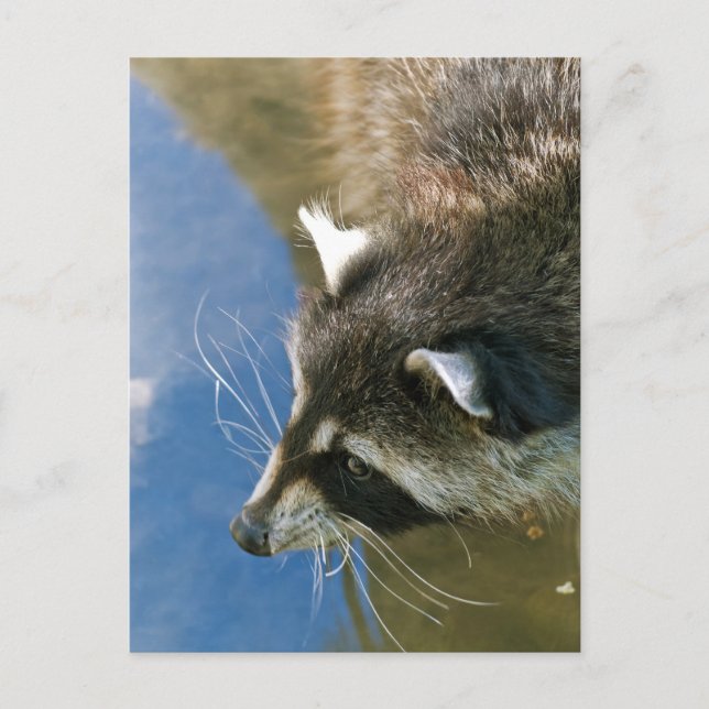 Carte Postale Raton laveur (Devant)
