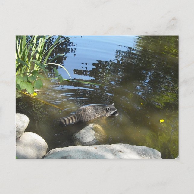 Carte Postale Raton laveur prenant un bain (Devant)
