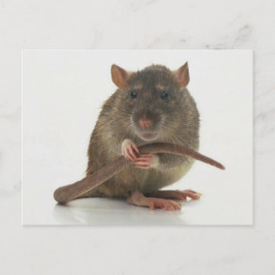 Carte Postale Rats ! ! !