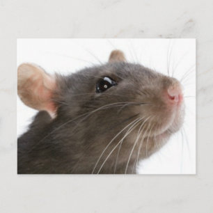 Carte Postale Rats ! ! !