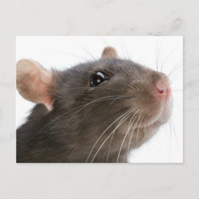 Carte Postale Rats ! ! ! (Devant)