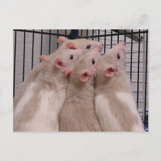 Carte Postale Rats (Devant)