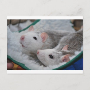 Carte Postale Rats gris et blancs