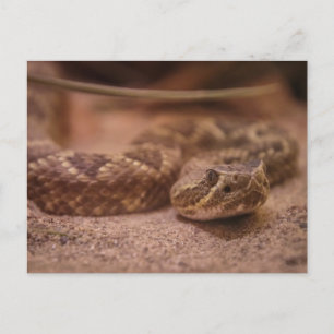 Carte Postale Rattle