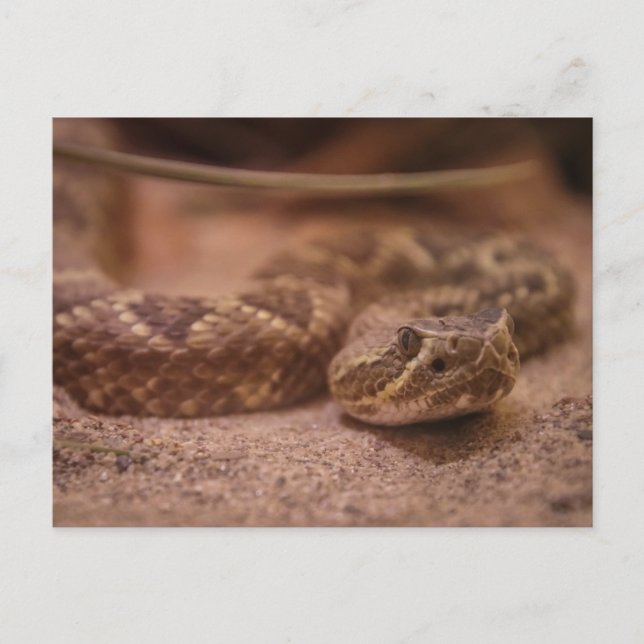 Carte Postale Rattle (Devant)