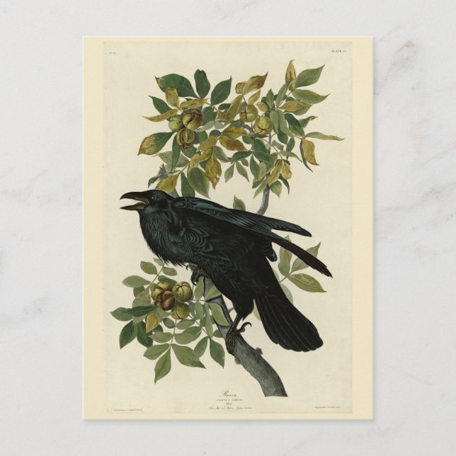 Carte Postale Raven (Devant)
