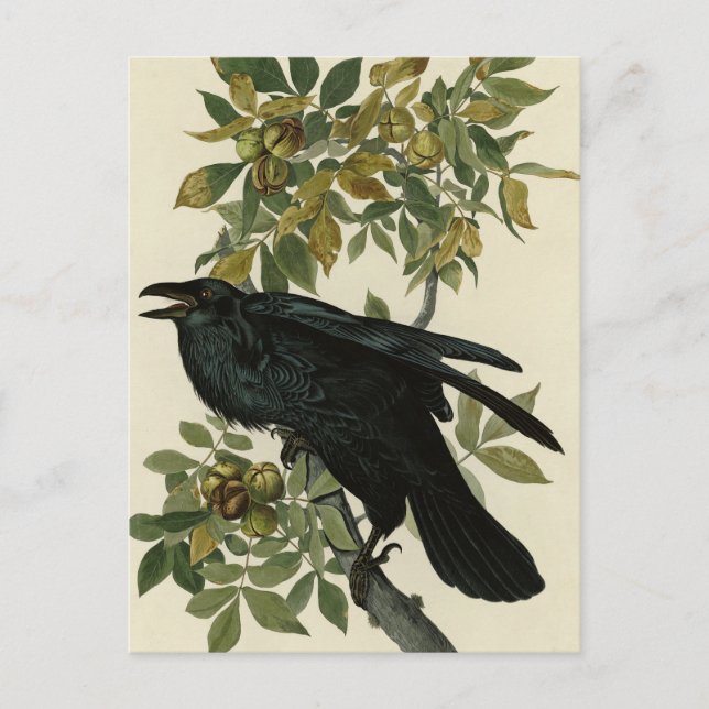 Carte Postale Raven (Devant)