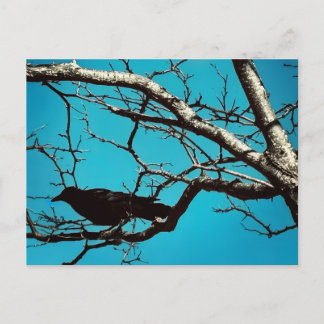 Carte Postale Raven Crow Black Bird Silver Tree Blue Sky Photo