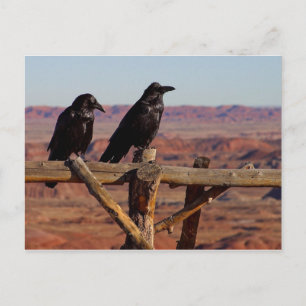 Carte Postale Ravens du désert