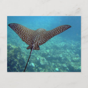 Carte Postale Rayon d'aigle tacheté