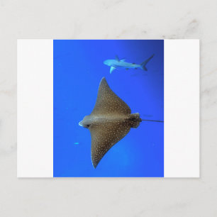 Carte Postale Rayon d'aigle tacheté et requin de récif sous-mari