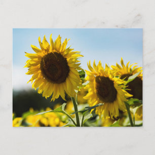 Carte postale - Rayonnement Estival des Tournesols