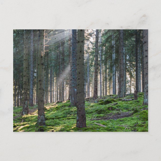 Carte Postale Rayons de soleil dans la Forêt-Noire (Devant)