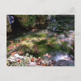 Carte Postale rayons et feuilles sur l'eau