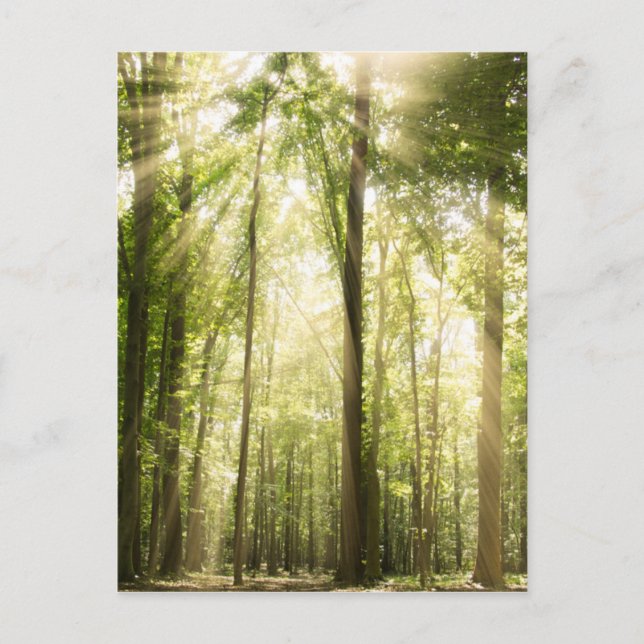 Carte Postale Rayons Solaires À Travers Les Treétops (Devant)