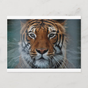 Carte Postale Rayures de chat tigre Brouillard de la jungle Anim