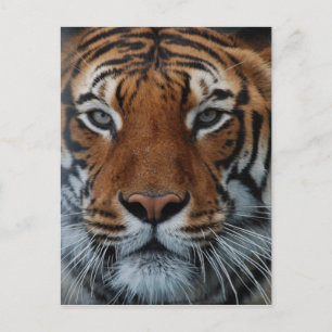 Carte Postale Rayures de chat tigre Brouillard de la jungle Anim