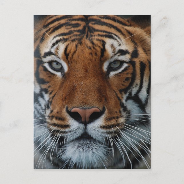 Carte Postale Rayures de chat tigre Brouillard de la jungle Anim (Devant)