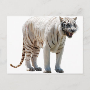 Carte Postale Rayures de chat tigre personnalisent les Anniversa