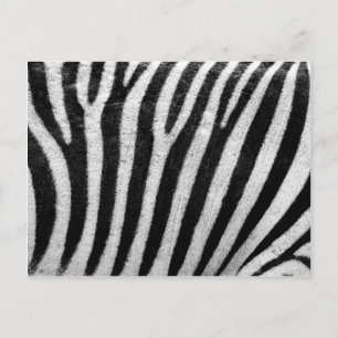 Carte Postale Rayures de cheveux de zèbre noir et blanc