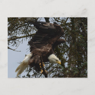 Carte Postale Ready For Flight