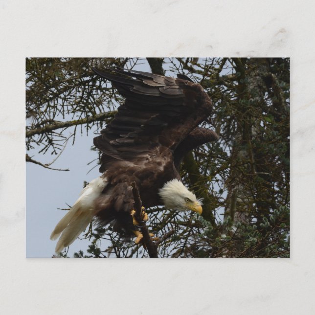 Carte Postale Ready For Flight (Devant)