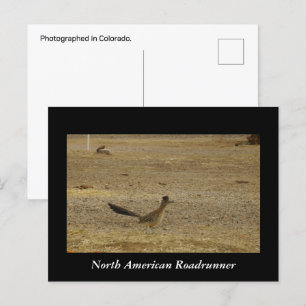 Carte postale Real Roadrunner